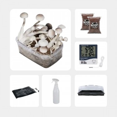 GB Mycological Study Kit Intermediate Level Treasure Coast Albino