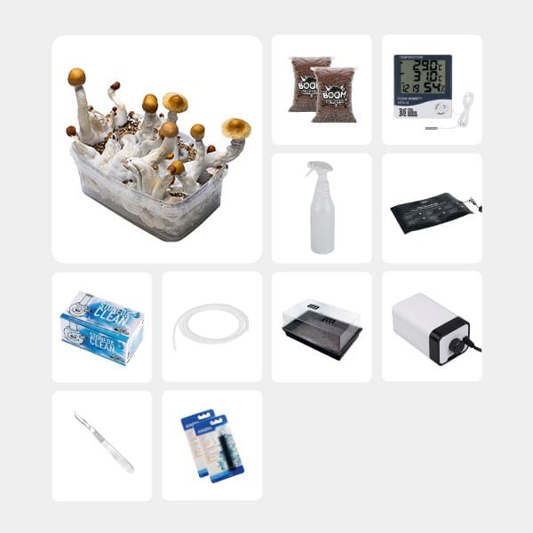 GB Complete Mycological Study Kit Golden Teacher