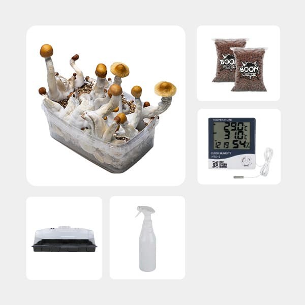 Economical Magic Mushroom Grow Kit Golden Teacher