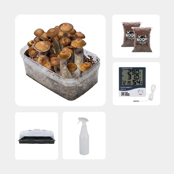 Economical Magic Mushroom Grow Kit Mazatapec