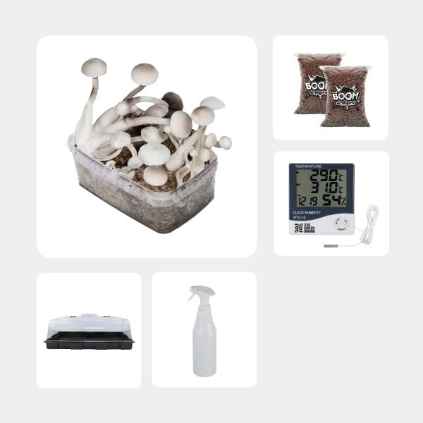 Economical Magic Mushroom Grow Kit Treasure Coast Albino