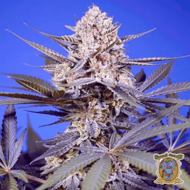 🥭Tropical & Delicious Mix by Sweet Seeds 🍈 - Growbarato