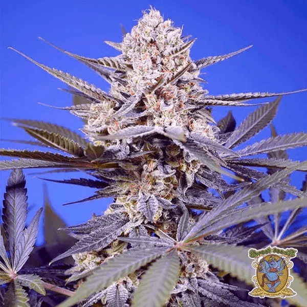🥭Tropical & Delicious Mix by Sweet Seeds 🍈 - Growbarato
