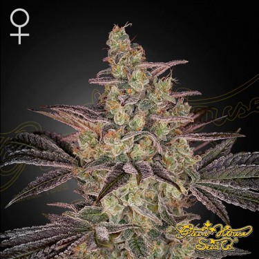 Frosted Guava Auto