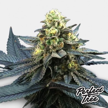 Blue Peach by Perfect Tree 🔵 🍑 - GB The Green Brand