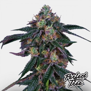 Midnight Sunset by Perfect Tree 🌇 - GB The Green Brand