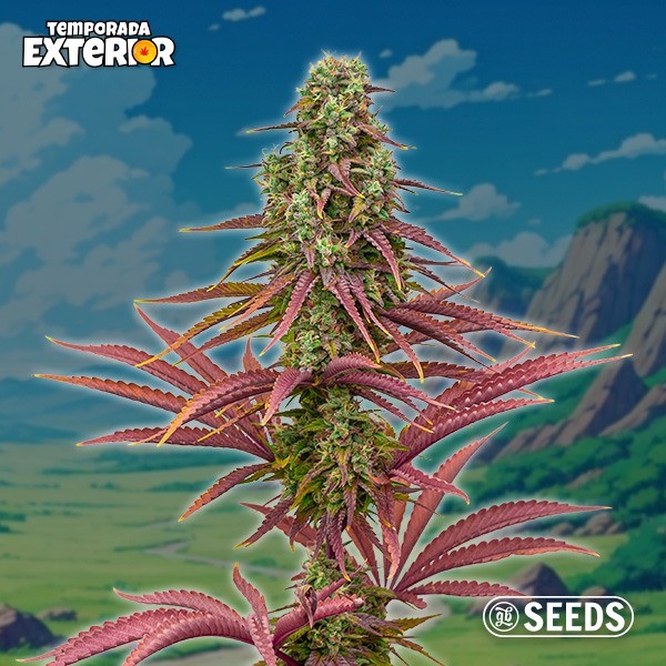 The Mother Plant (Limited Edition)