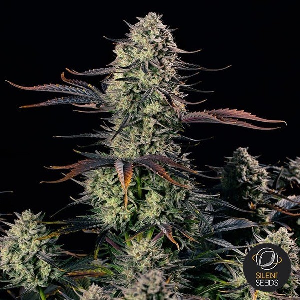 Alien Gas XXL Auto