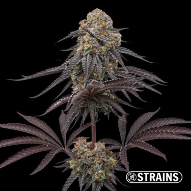 Strain Box 3