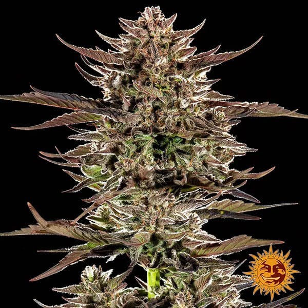 View Frosted Zinn x 3 Bears Auto