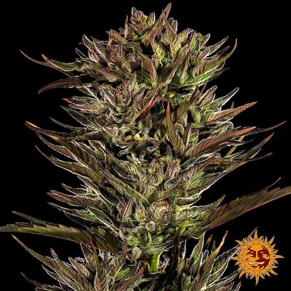 View Thin Mint x Sour Pinot Auto
