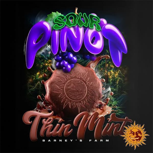 Thin Mint x Sour Pinot Auto