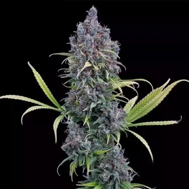 Durban Thai X C99 by Brothers Grimm - GB The Green Brand