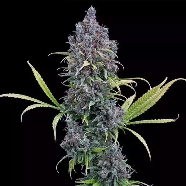 View Durban Thai X C99 by Brothers Grimm - GB The Green Brand