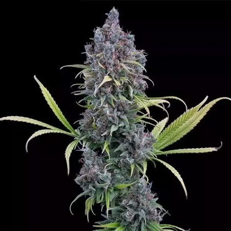 Durban Thai X C99 by Brothers Grimm - GB The Green Brand