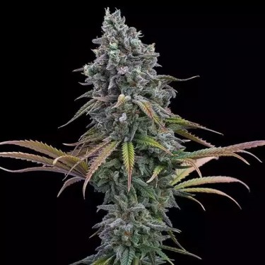 Space Queen XX by Brothers Grimm - GB The Green Brand