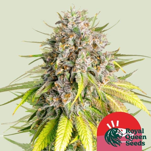 View Punch Pie - Tyson 2.0 x RQS - GB The Green Brand