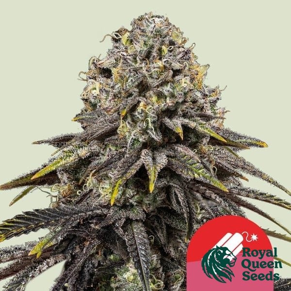 View Dynamite Diesel - Tyson 2.0 x RQS - GB The Green Brand