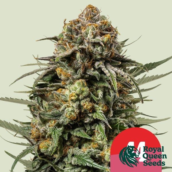 View Gelato 44 - Tyson 2.0 x RQS - GB The Green Brand