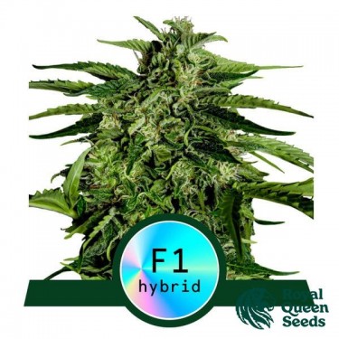 Apollo F1 Auto by Royal Queen Seeds - GB The Green Brand