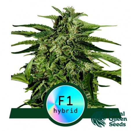 Apollo F1 Auto by Royal Queen Seeds - GB The Green Brand