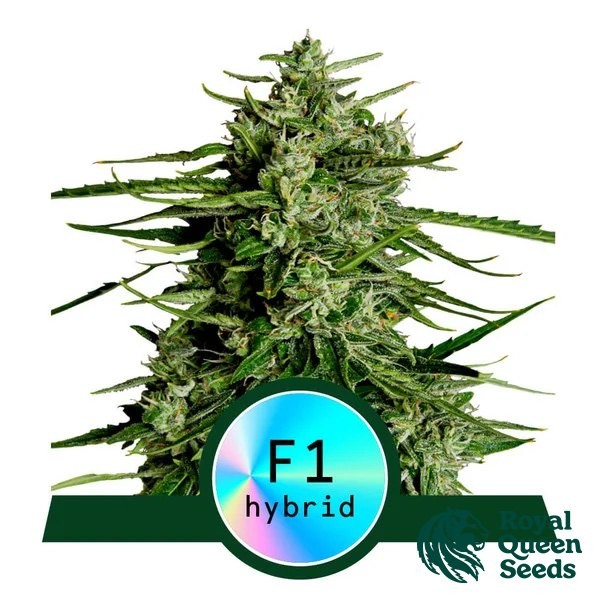 View Titan F1 Auto - Royal Queen Seeds - GB The Green Brand