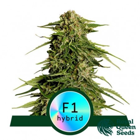 Epsilon F1 Auto by Royal Queen Seeds - GB The Green Brand
