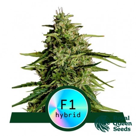 Milky Way F1 Auto by Royal Queen Seeds - GB The Green Brand