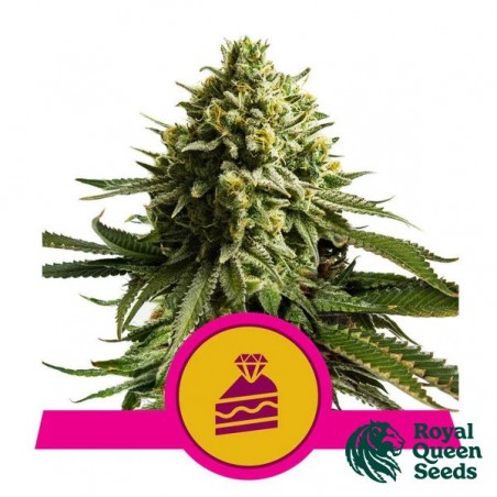 Wedding Cake Royal Queen Seeds - GB The Green Brand