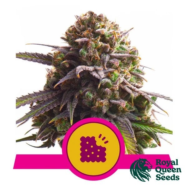 View Biscotti Royal Queen Seeds