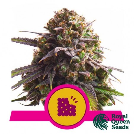 Biscotti Royal Queen Seeds