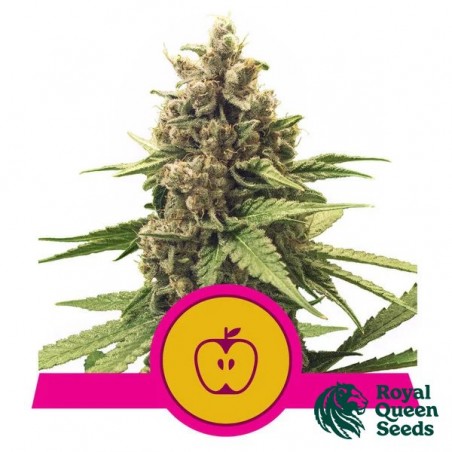 Apple Fritter Royal Queen Seeds - GB The Green Brand