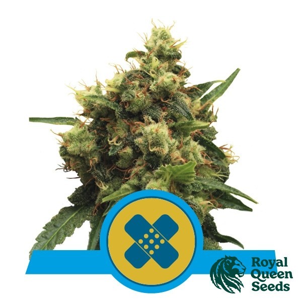 View Painkiller XL CBD by Royal Queen Seeds - GB The Green Brand