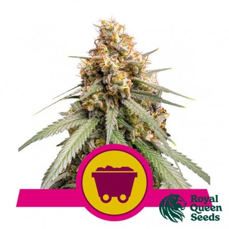 Shining Silver Haze by Royal Queen Seeds - GB The Green Brand