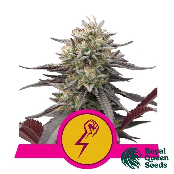 Green Crack Punch by Royal Queen Seeds - GB The Green Brand
