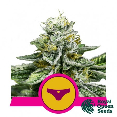 Sherbet Queen feminized seeds - GB The Green Brand