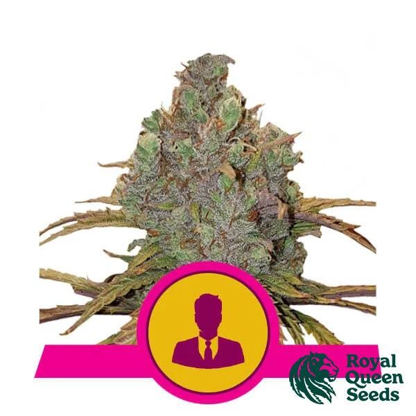 View El Patron by Royal Queen Seeds - GB The Green Brand