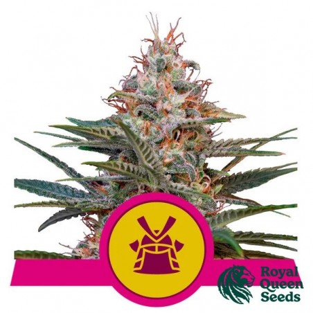 Shogun seeds by Royal Queen Seeds - GB The Green Brand