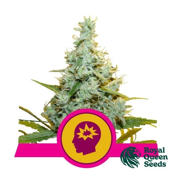 View AMG -Amnesia Mac Ganja by Royal Queen Seeds - GB