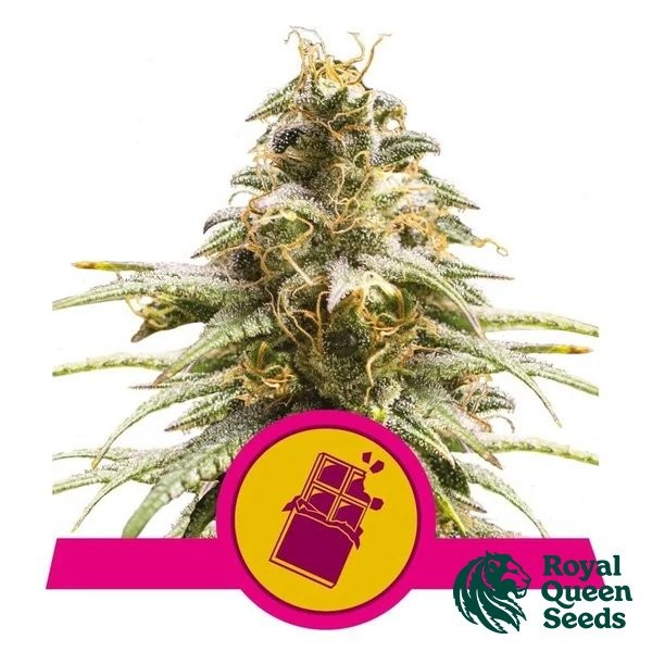 View Chocolate Haze by Royal Queen Seeds - GB The Green Brand