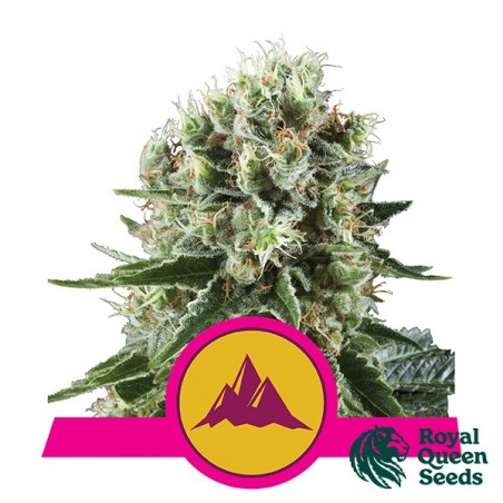 Buy Critical Kush RQS - GB The Green Brand