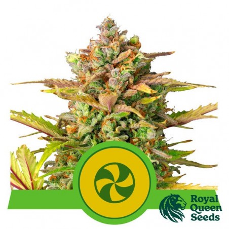 Buy Sweet ZZ Automatic RQS - Growbarato