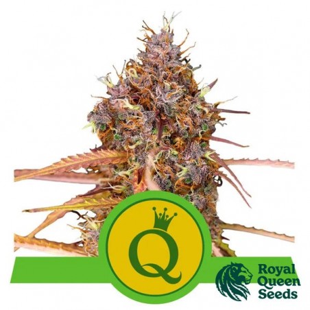Buy Purple Queen Automatic RQS - Growbarato