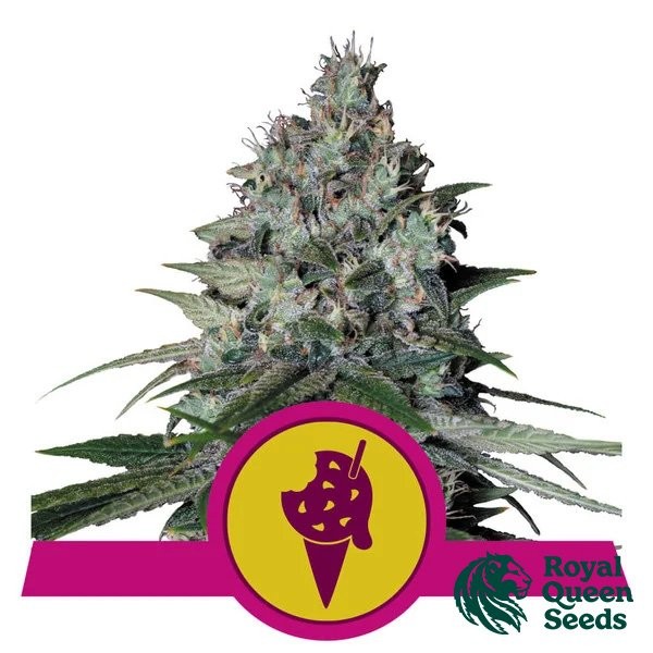 Buy Cookies Gelato by RQS - GB The Green Brand