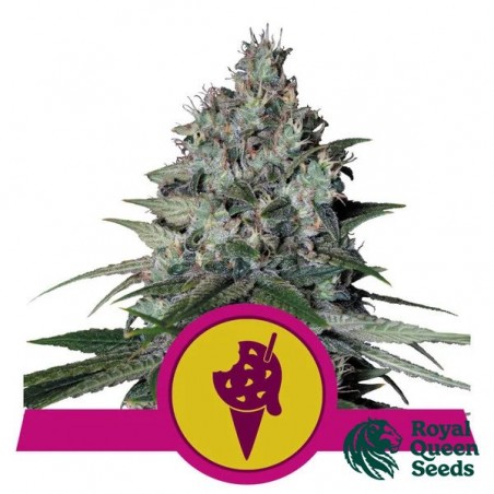 Buy Cookies Gelato by RQS - GB The Green Brand