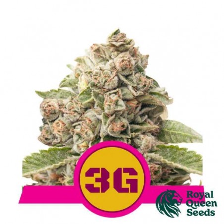 Buy Triple G by Royal Queen Seeds - GB