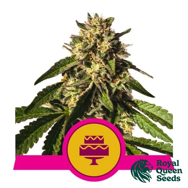 View Wedding Gelato by Royal Queen Seeds - Growbarato