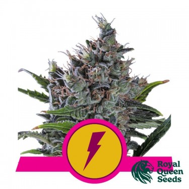 Buy North Thunderfuck by RQS - GB The Green Brand
