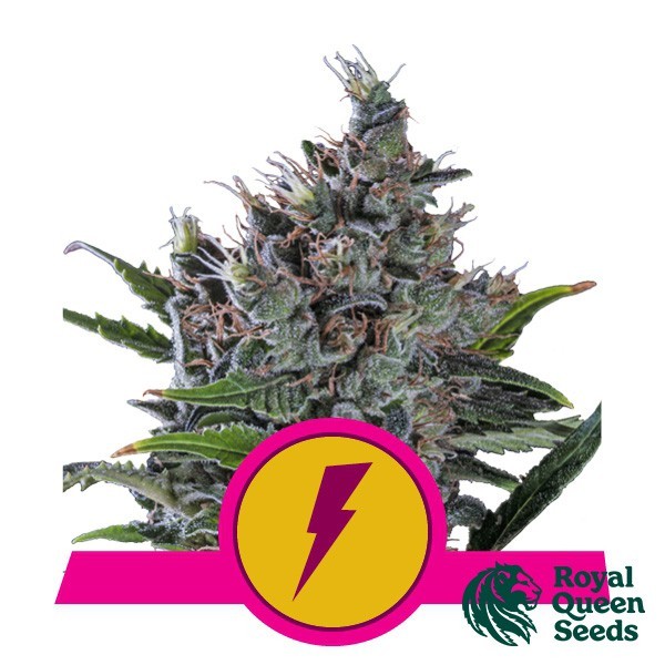 View Buy North Thunderfuck by RQS - GB The Green Brand