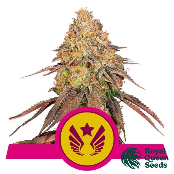 Buy Legendary OG Punch by RQS - Growbarato
